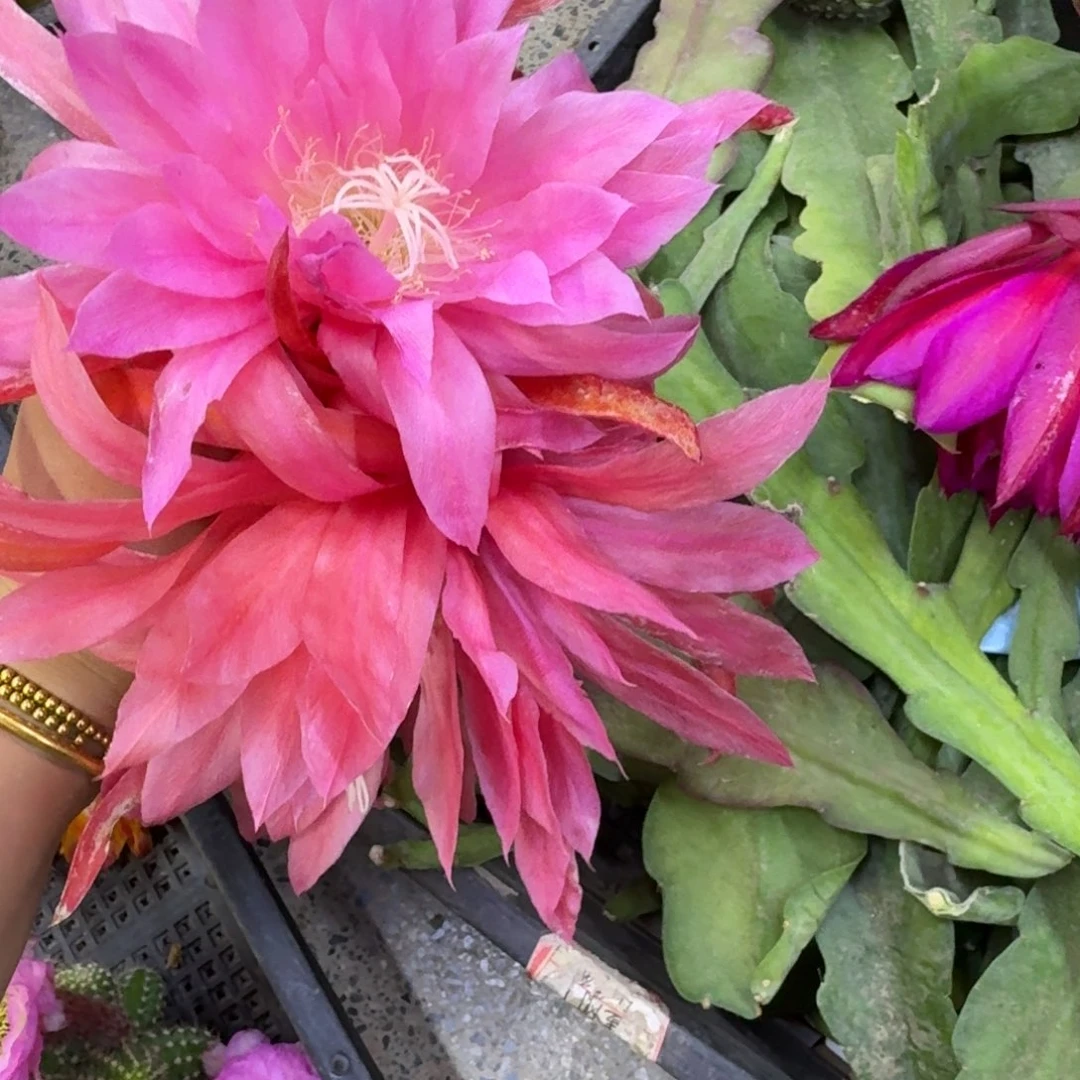 330令箭粉红星球无根枝条10公分左右斑，20包邮