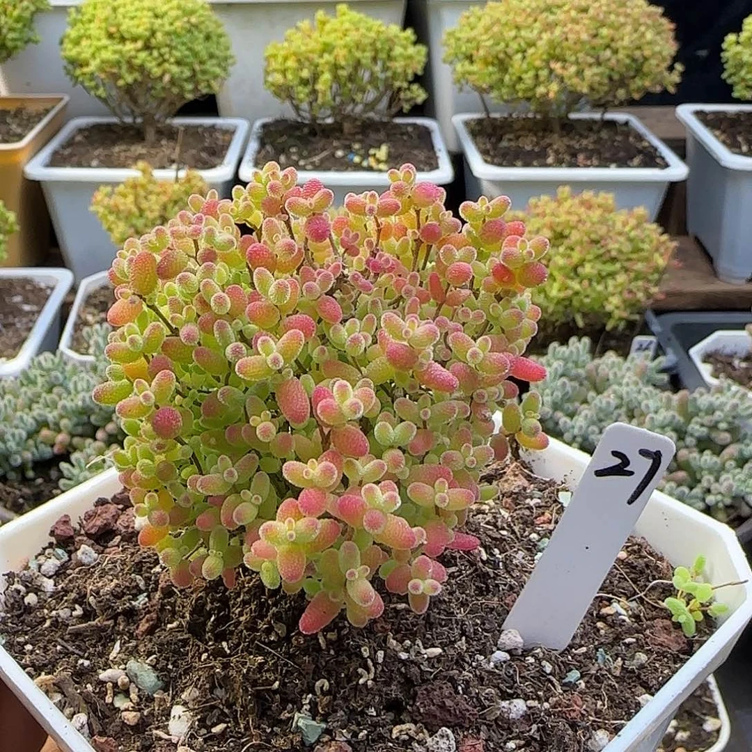 蜜橘糖球一物一拍