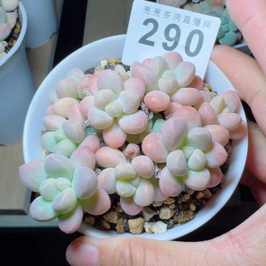 M***y香玉群生            精美多肉植物