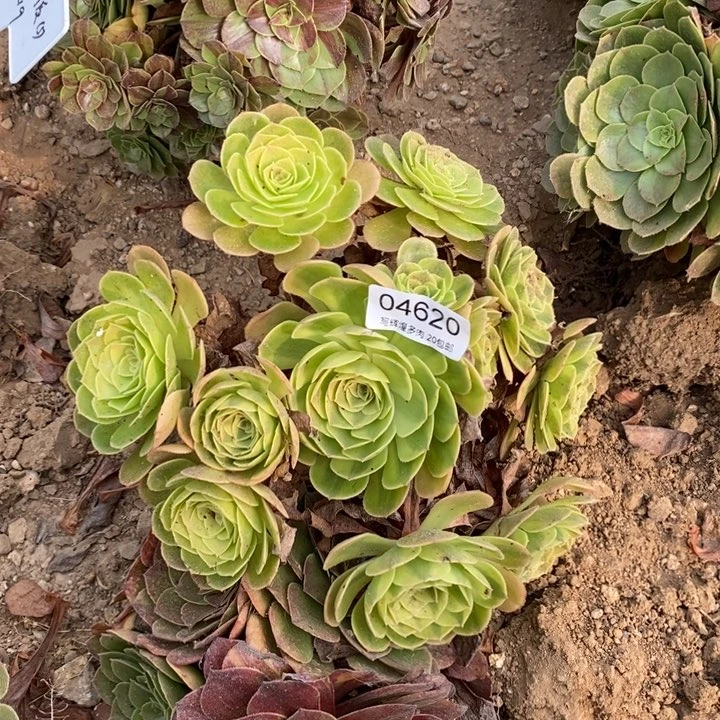 04529雨哥多肉植物法师