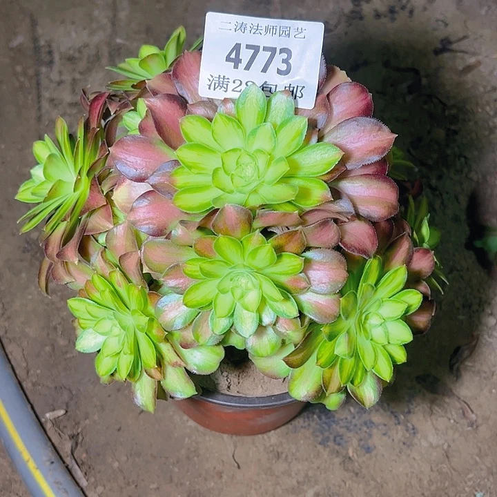 4773韶华多肉植物