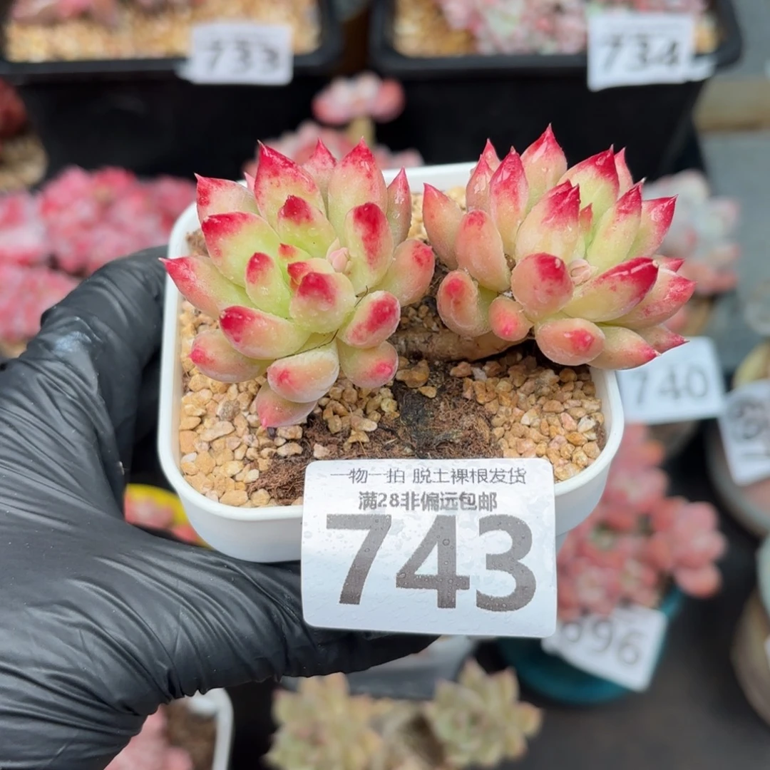 岩字虞美人无盆土发货