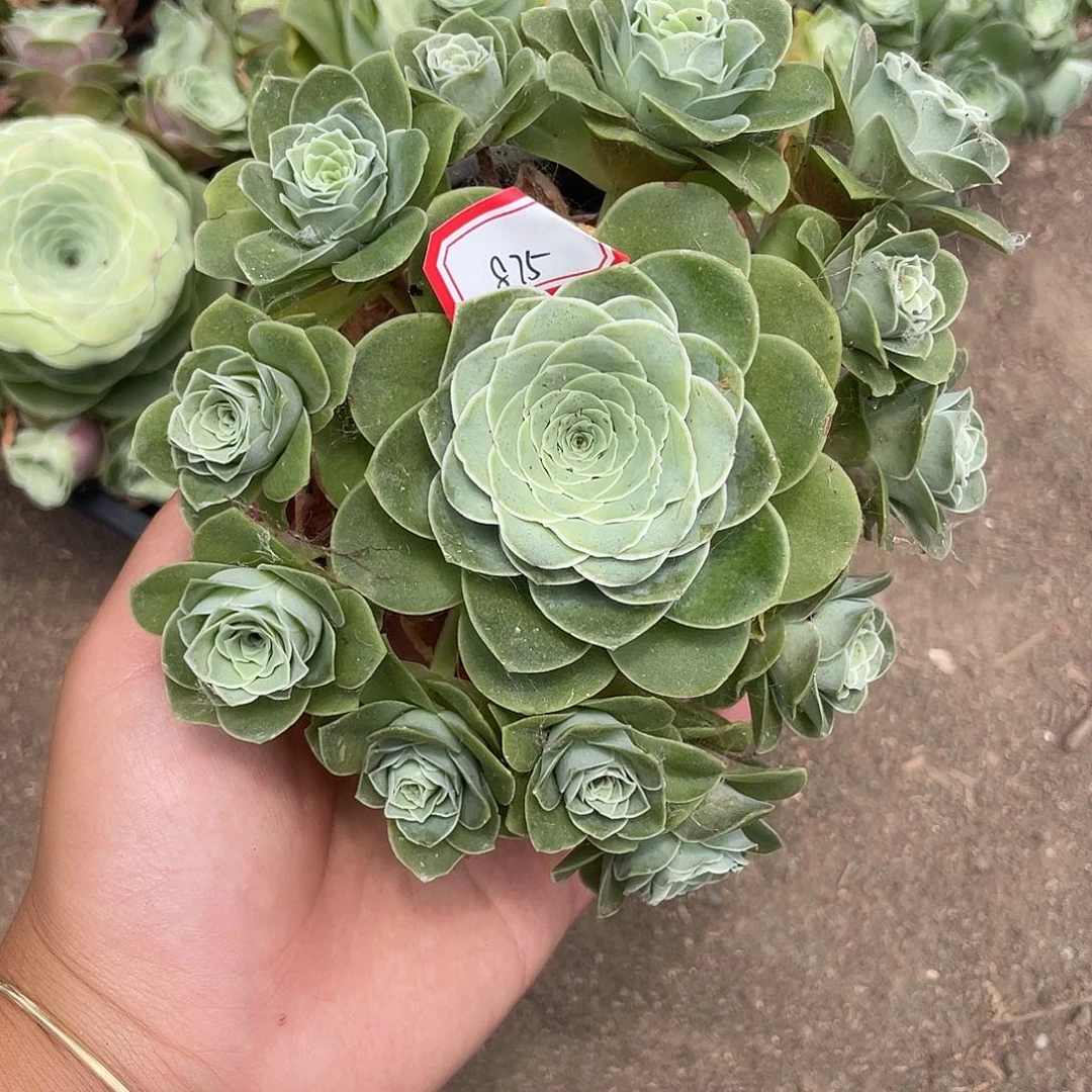 山地玫瑰多肉不售后 875