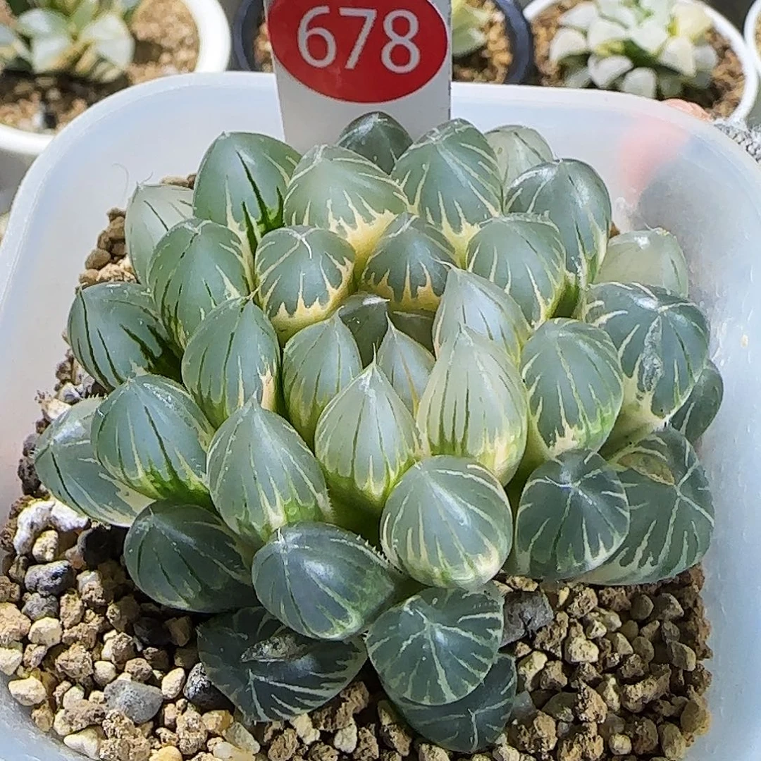 678号非组糊斑霓虹灯 老版本7.2厘米左右一物一拍带盆发货