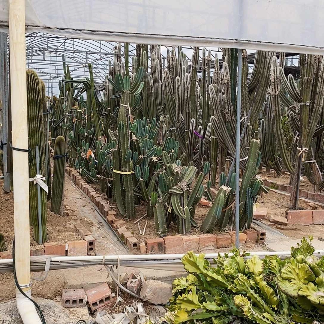 虫*飞量天尺高度1米3颗无根