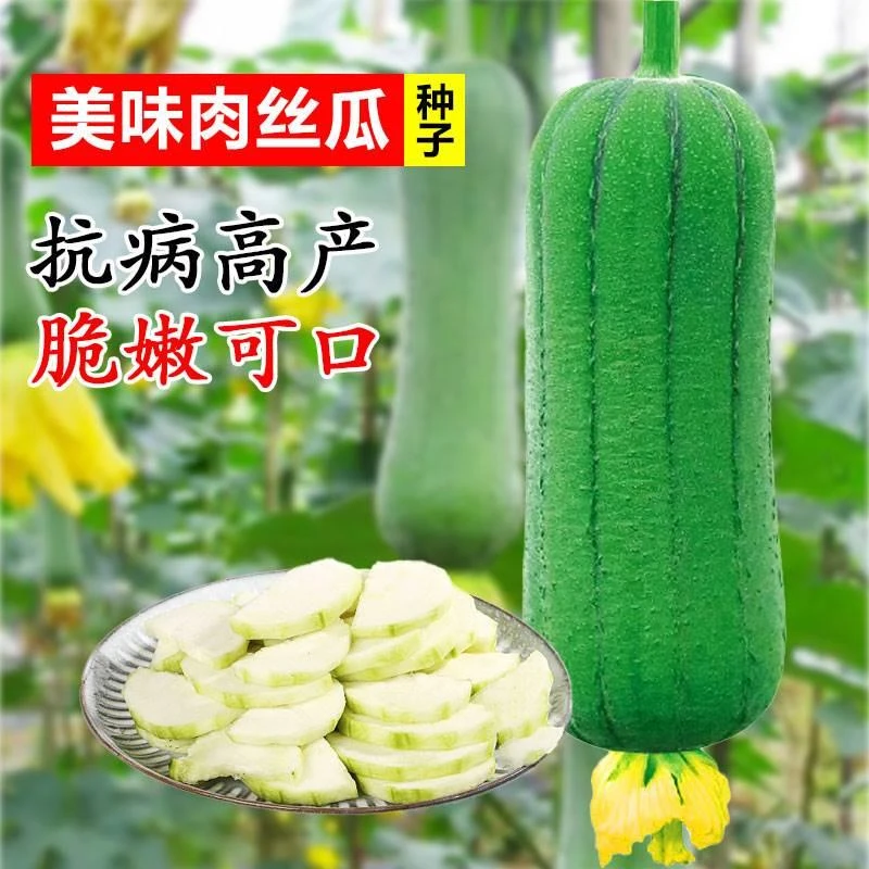 短棒肉丝瓜苗秧丝爪种籽子水瓜苗秧苗广东丝瓜苗嫁接早熟蔬菜苗香