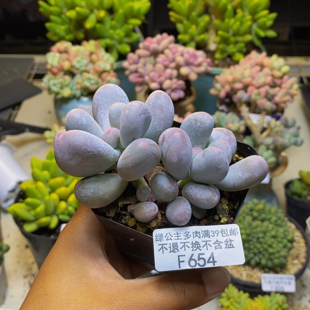 654米可奶多肉7cm