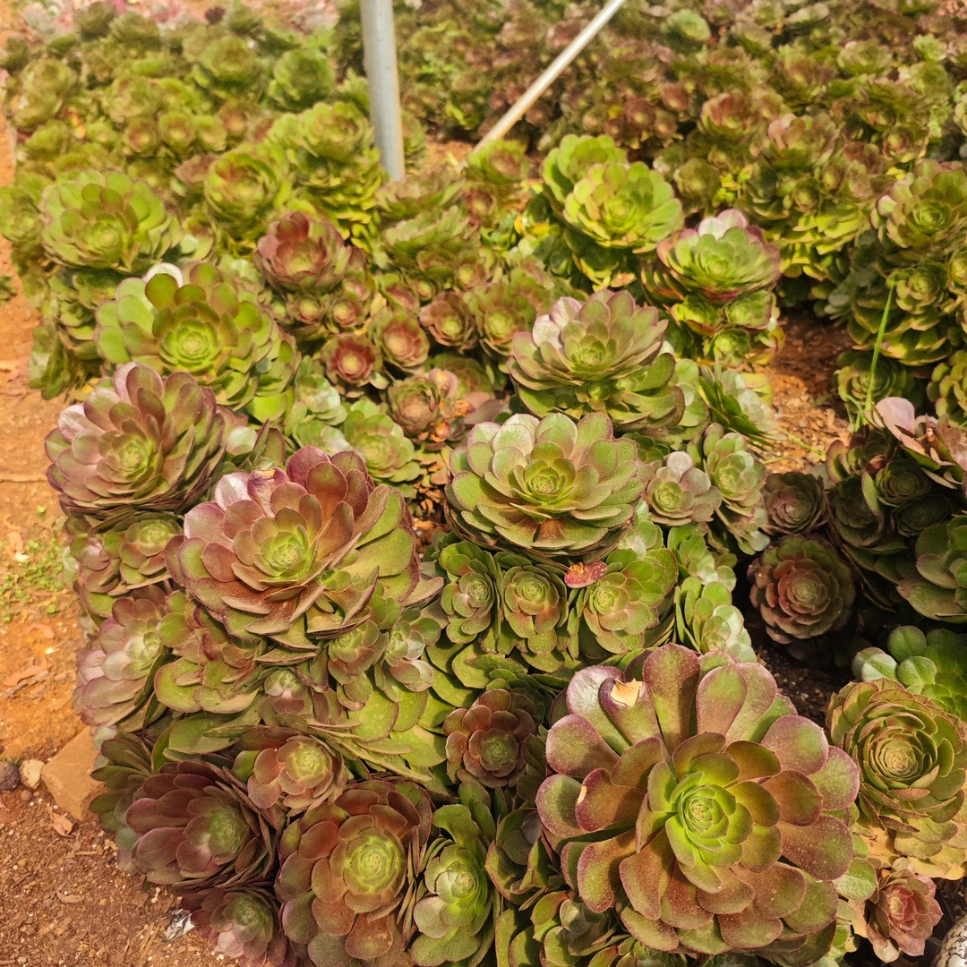 幺妹多头万圣节法师室内室外新手必备好看好养多肉植物一单包邮