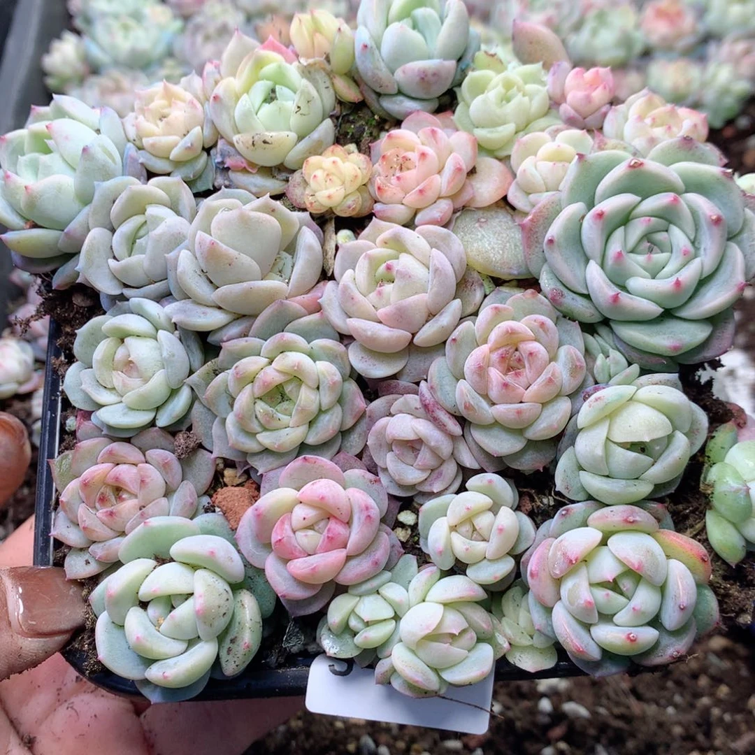 无花朵S49英语英语