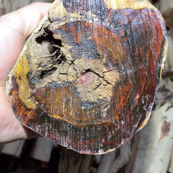 花梨木类海南黄花梨