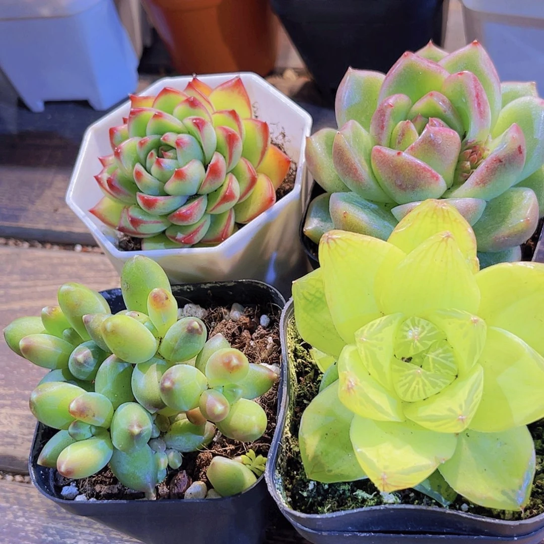 如图四盆111111111