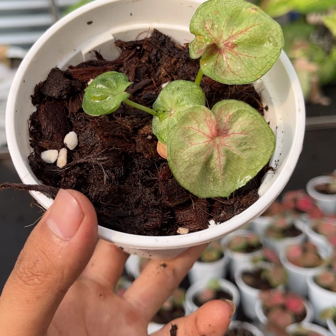 大部分开放少量花苞饵**粑海王