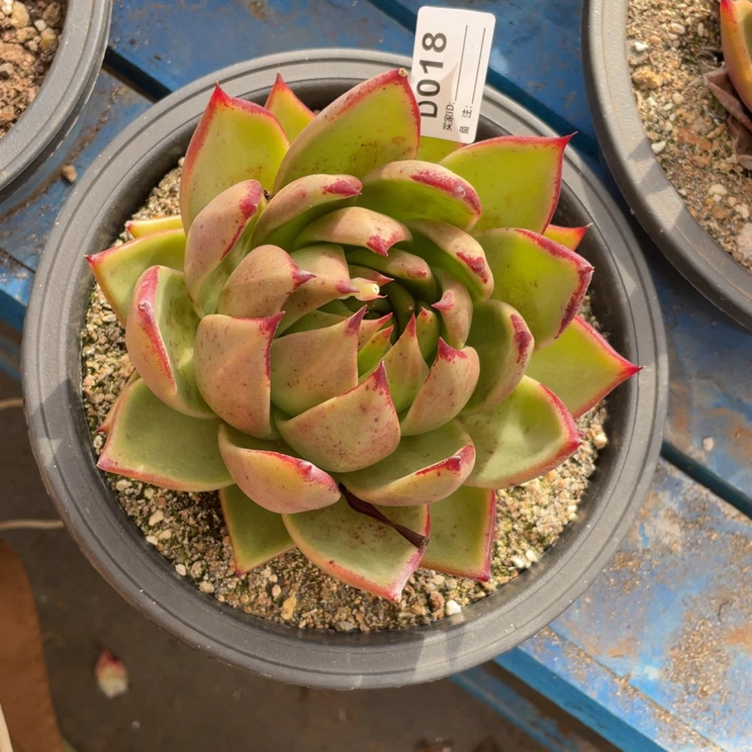 无花朵若如东云单拍D018
