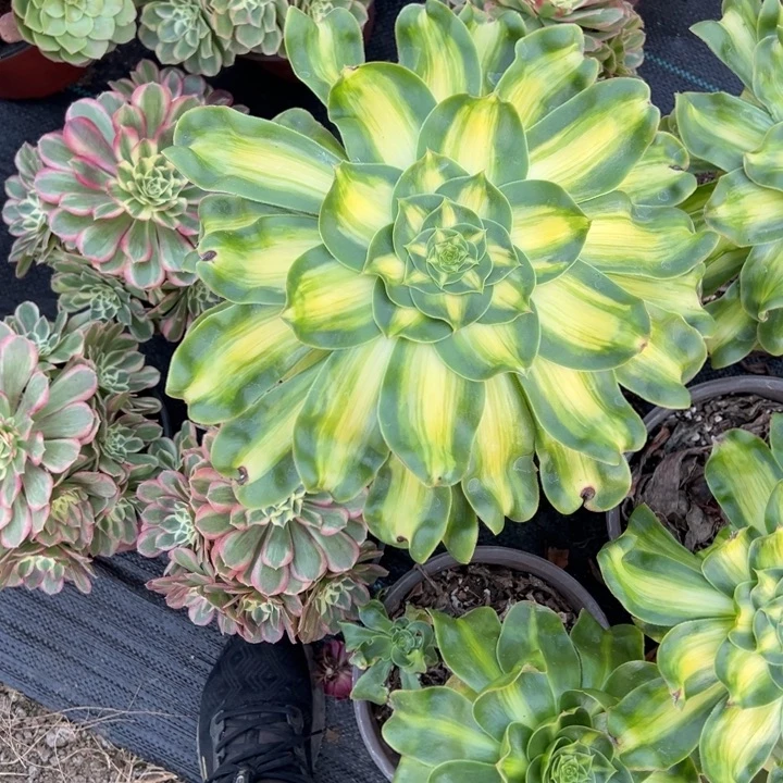 毛***院暴君多肉植物花花