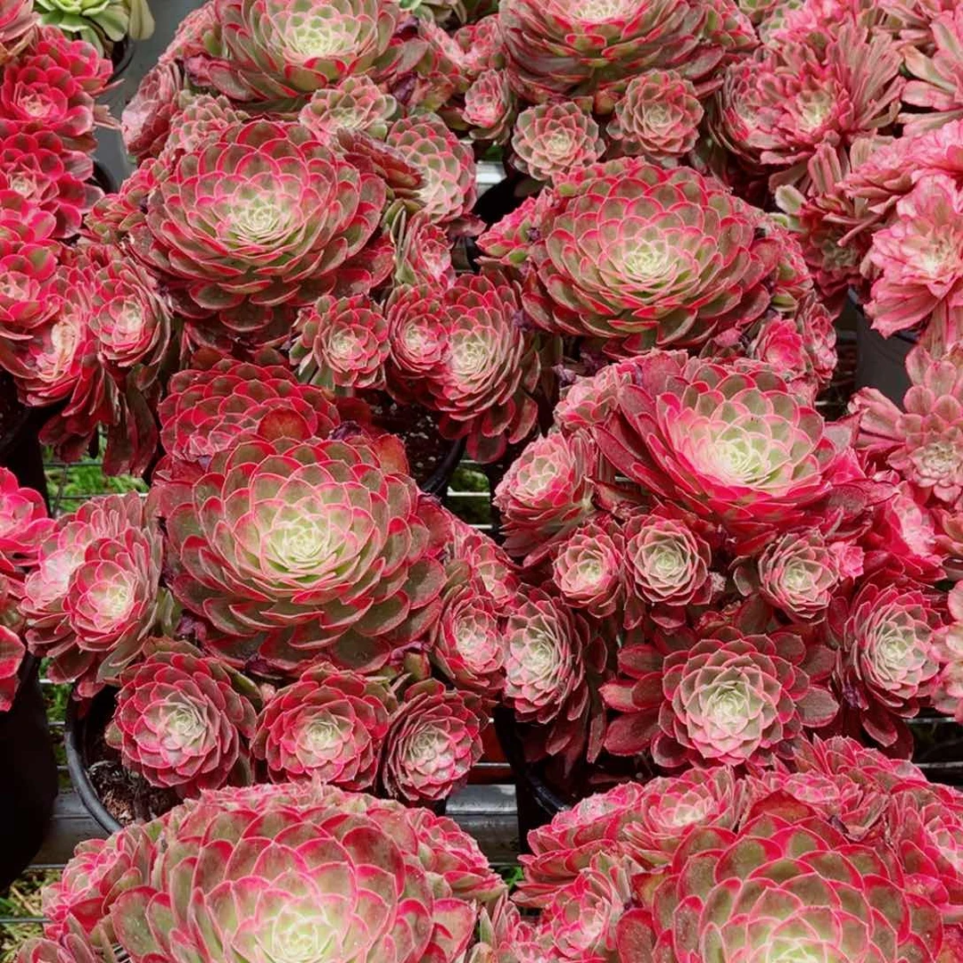 大号孔雀翎量拍多肉法师一个