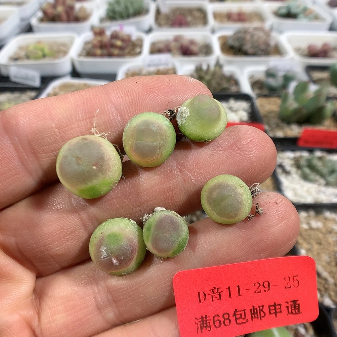 11-29-25       拉登6颗