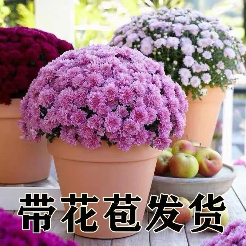 千头菊盆栽多年生带花苞原土发货不带花阳台庭院室内好养耐寒
