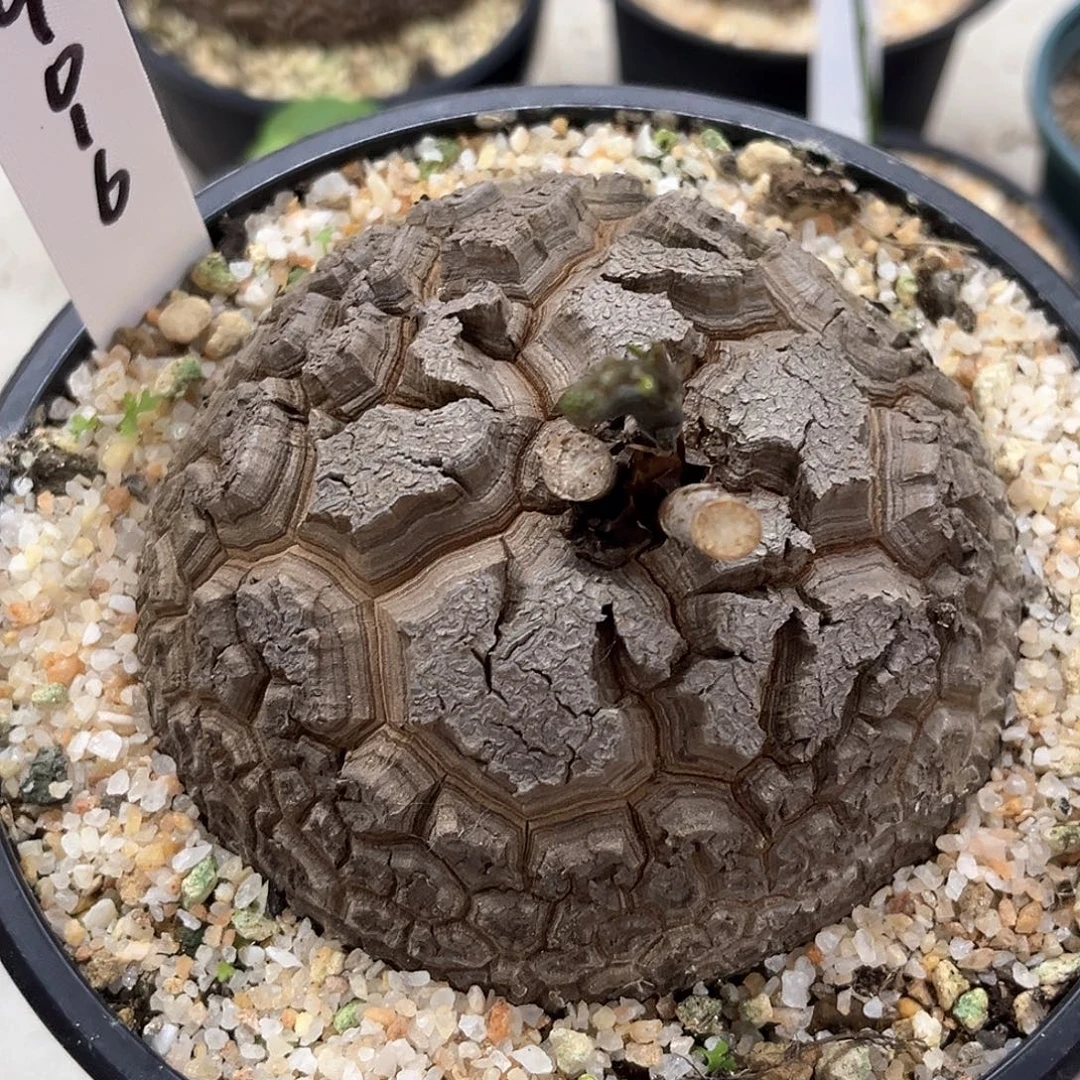 潮流植物优选南非龟，密甲
