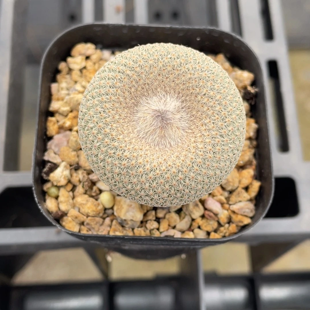 小人帽子        实生根