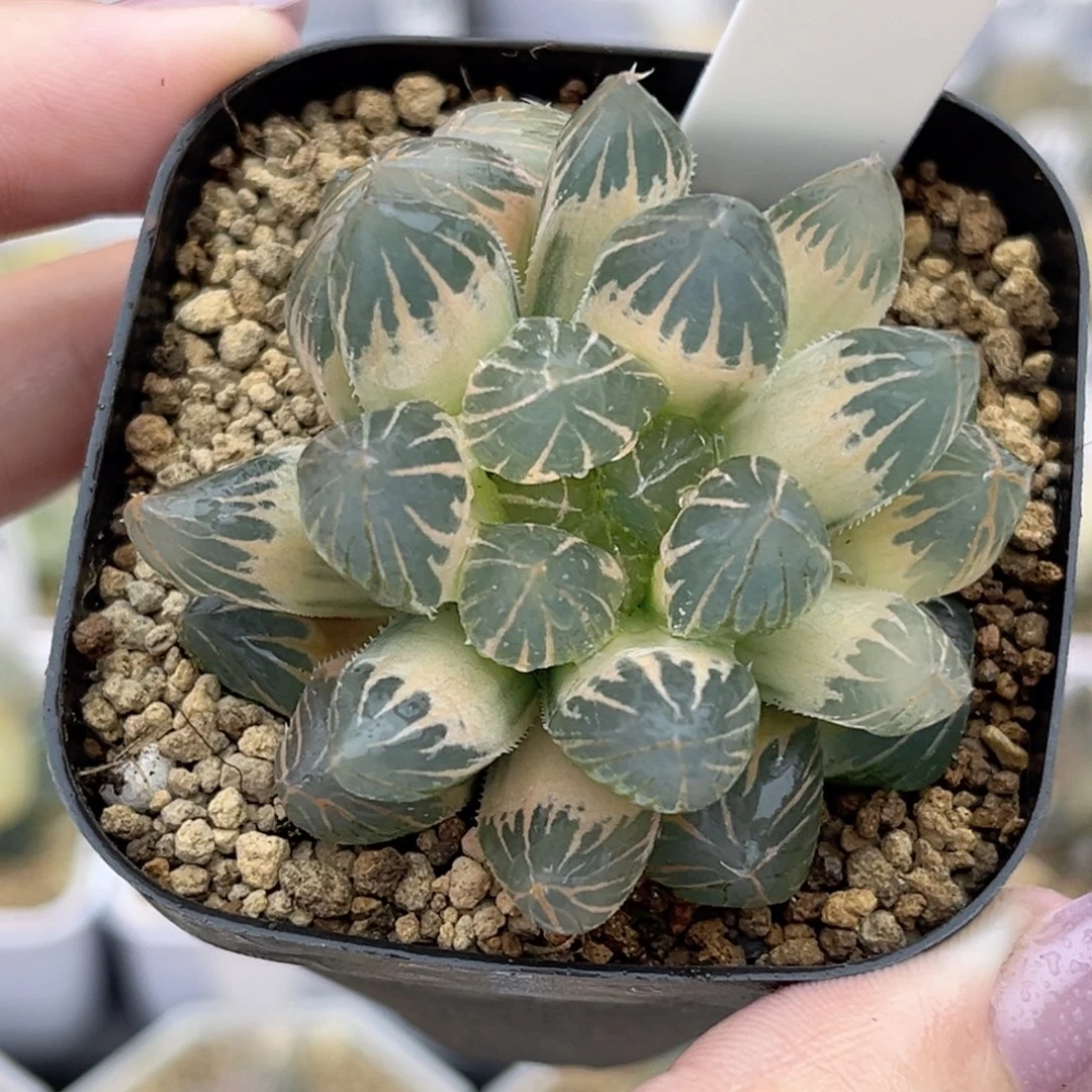 62糊斑龙爪玉露锦福利专场