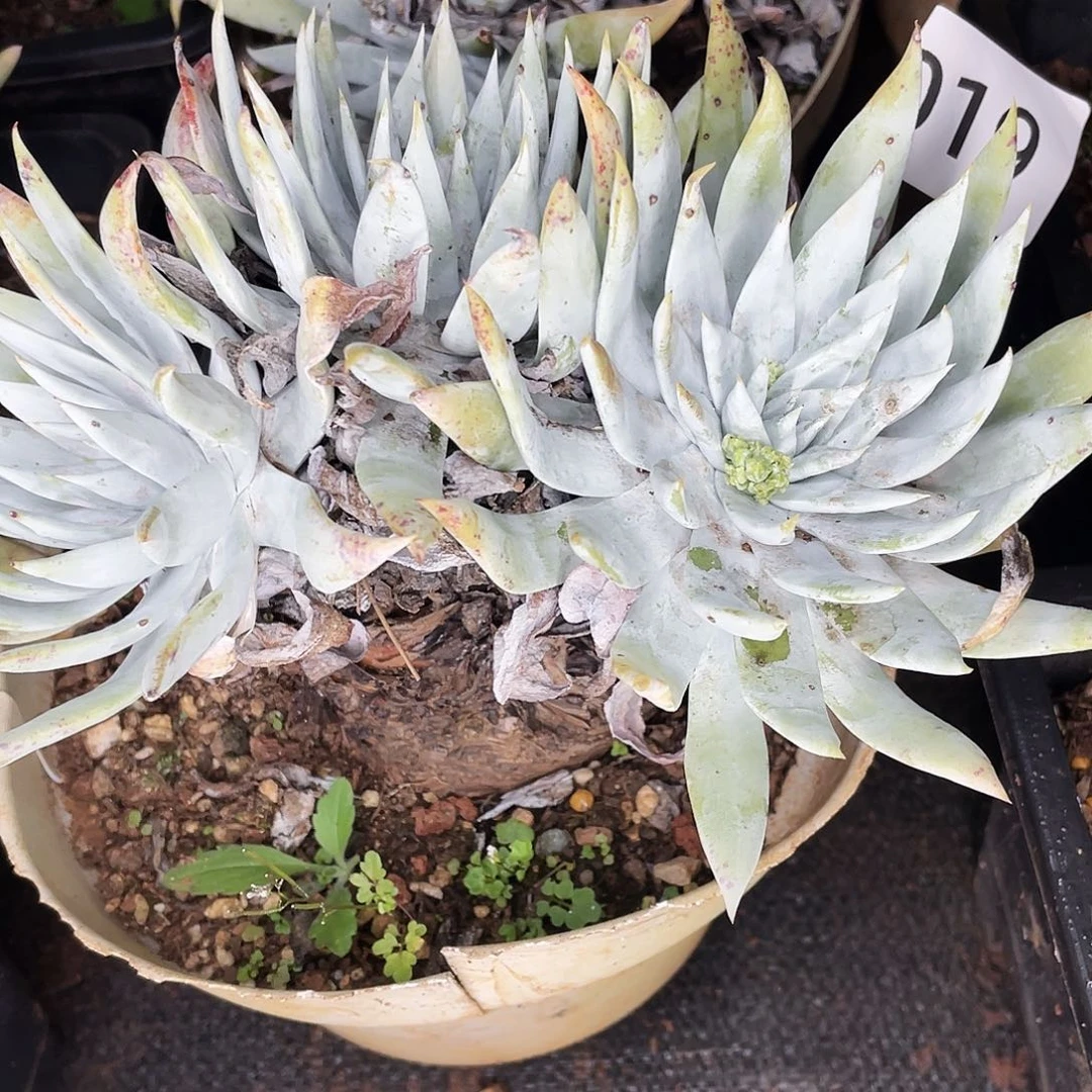 刘丹雪山老桩8019