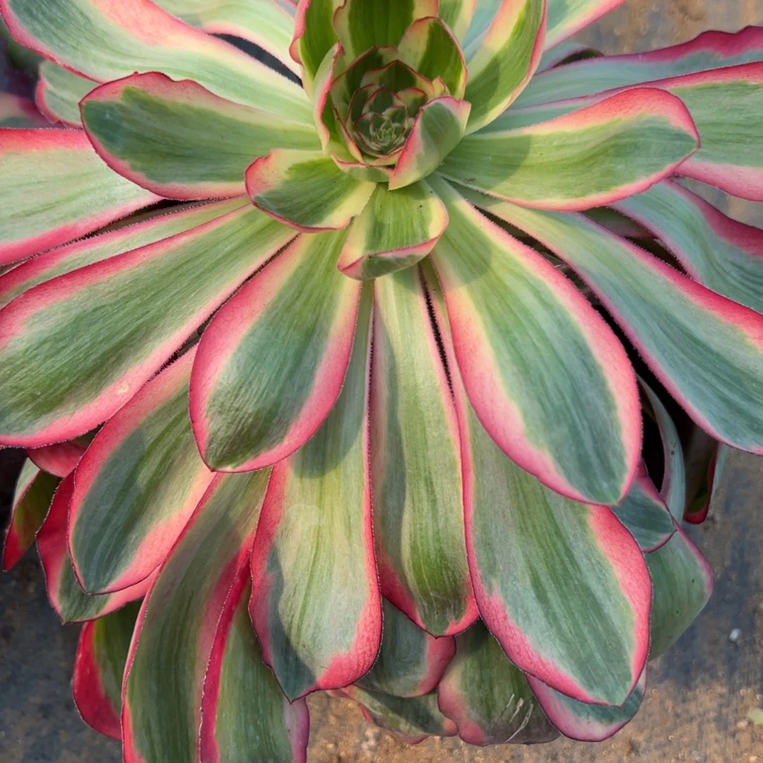 141爱丽丝原始种多肉植物