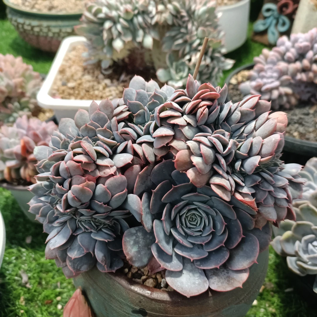 昆明然的多肉植物013