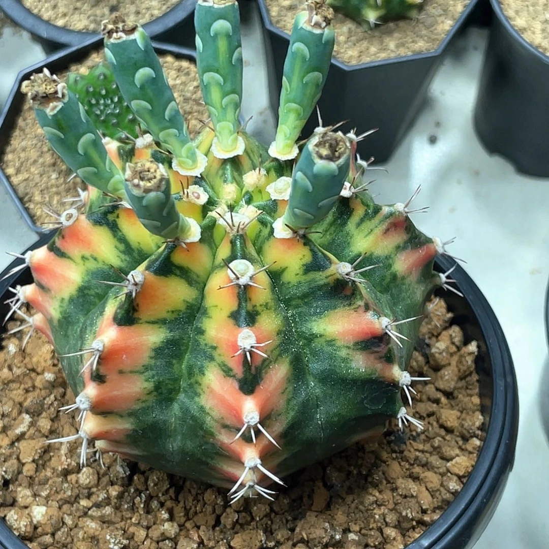 当前无花朵，栽培后可花朵泰系实生，黄虎斑规律V背锦