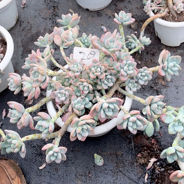 ?****神晨语多肉一物一拍209