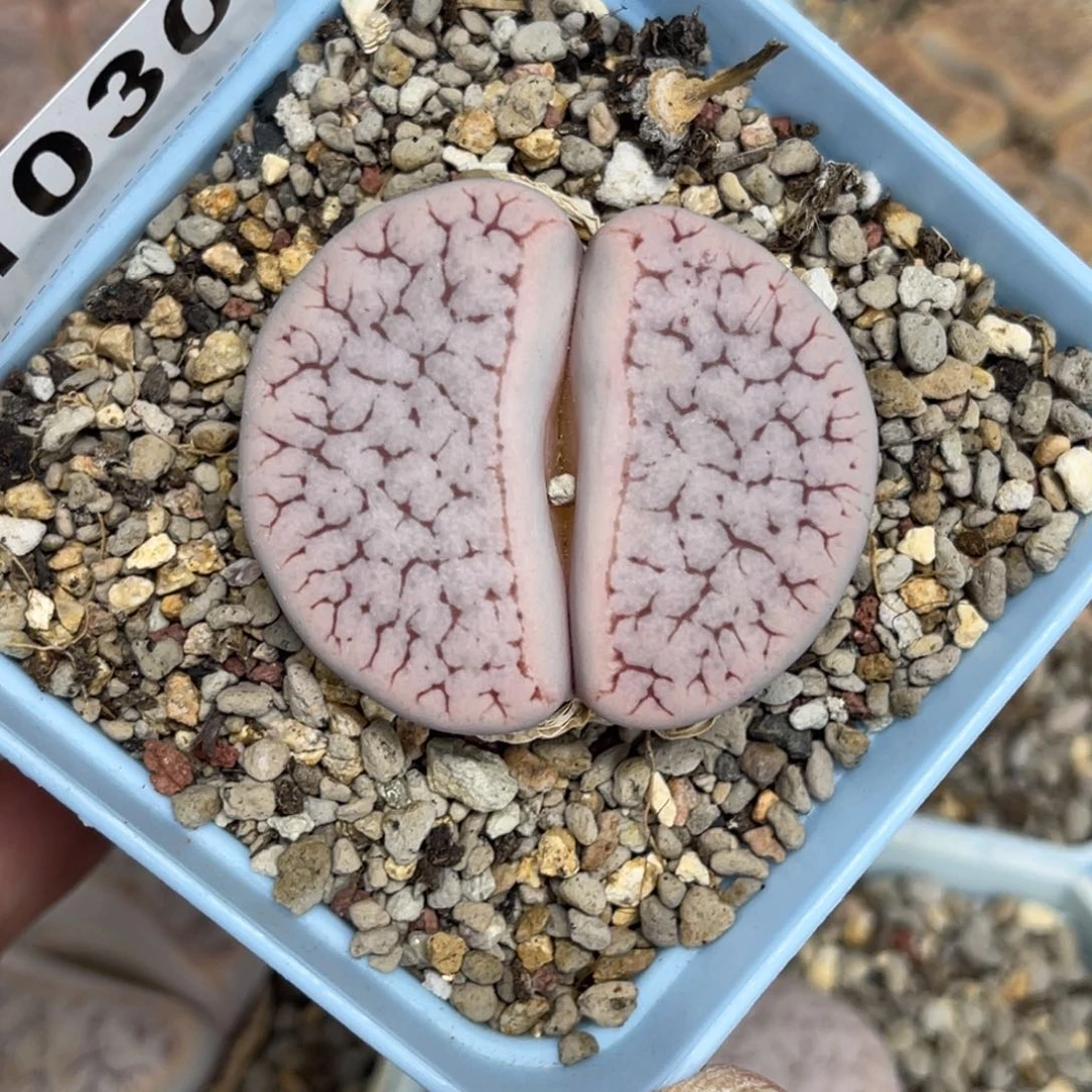 1030粉体荒玉1尺寸4.2