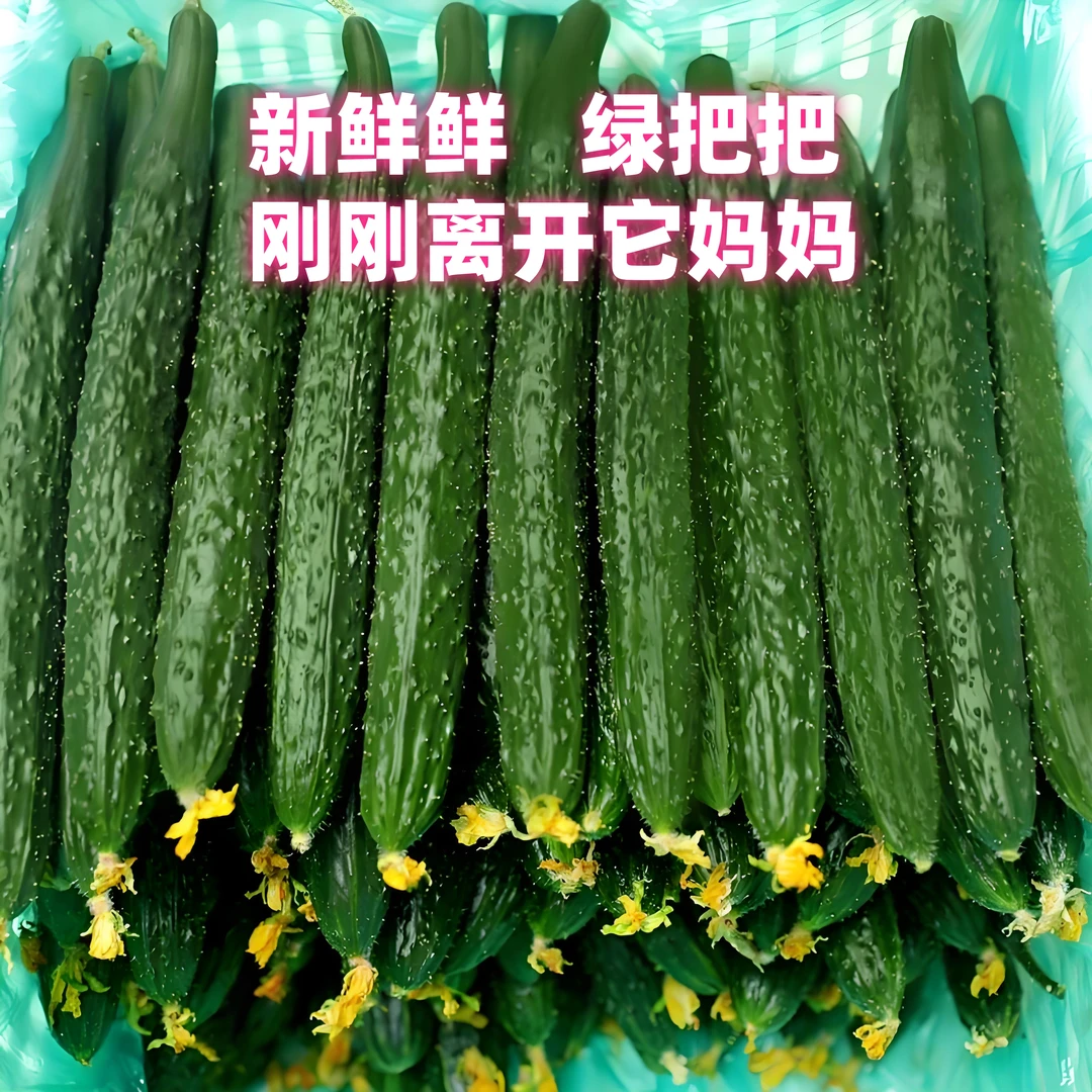 【刚刚离开它妈妈】的新鲜黄瓜新鲜现摘东北农家刺黄瓜鲜黄瓜奶油