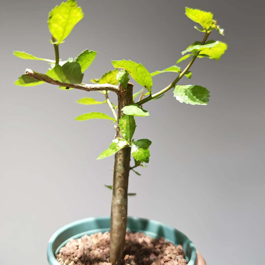 怀特没药橄榄实生带盆土