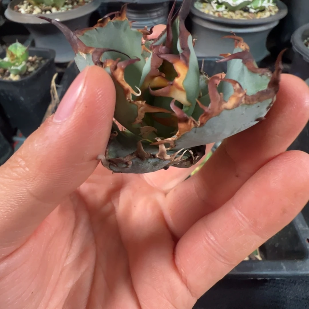 无名芽大大大大大甲