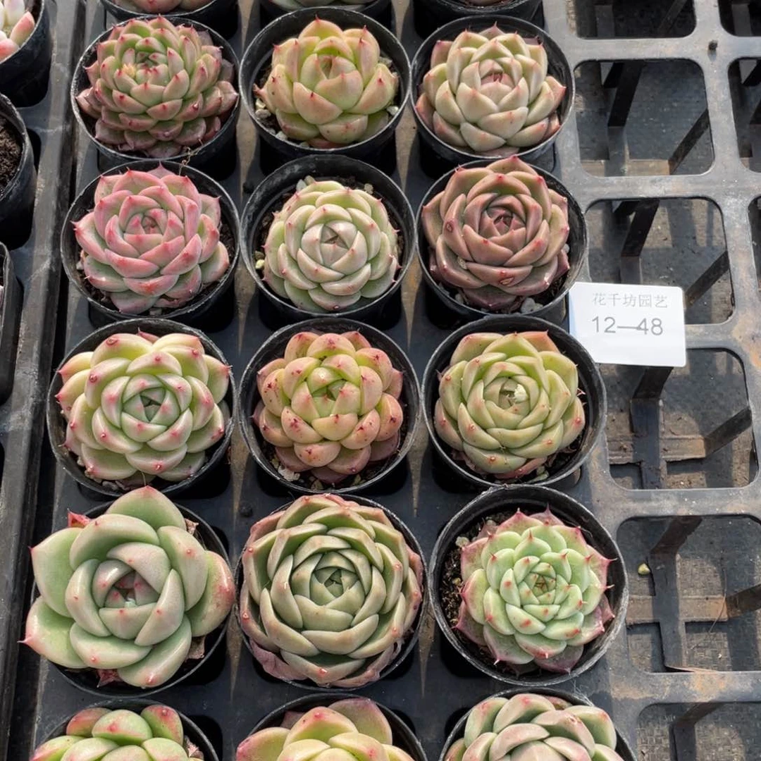 一物一拍18颗12-48