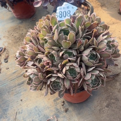 808焕莎不包断枝