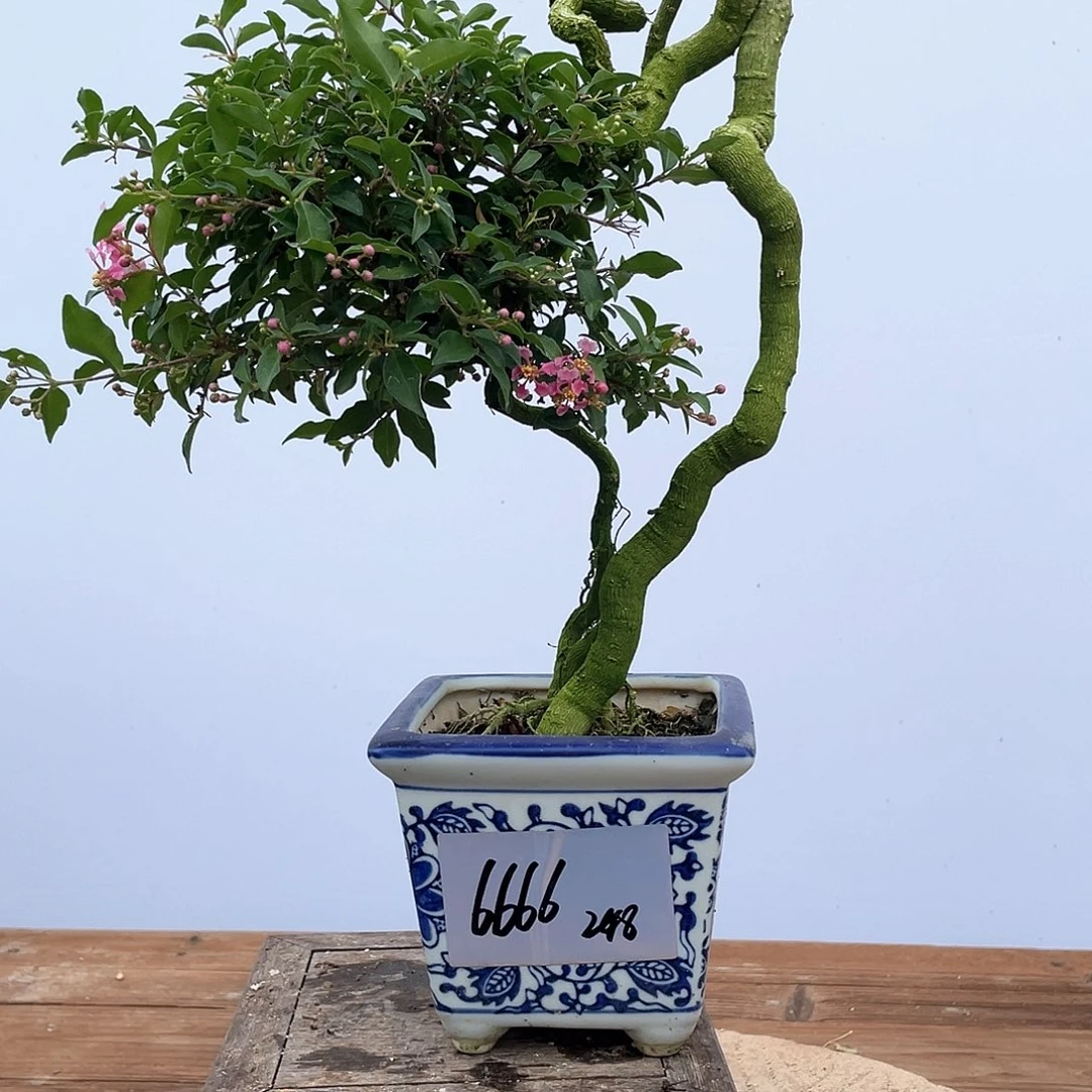 无花朵李氏樱花高度45厘米左右