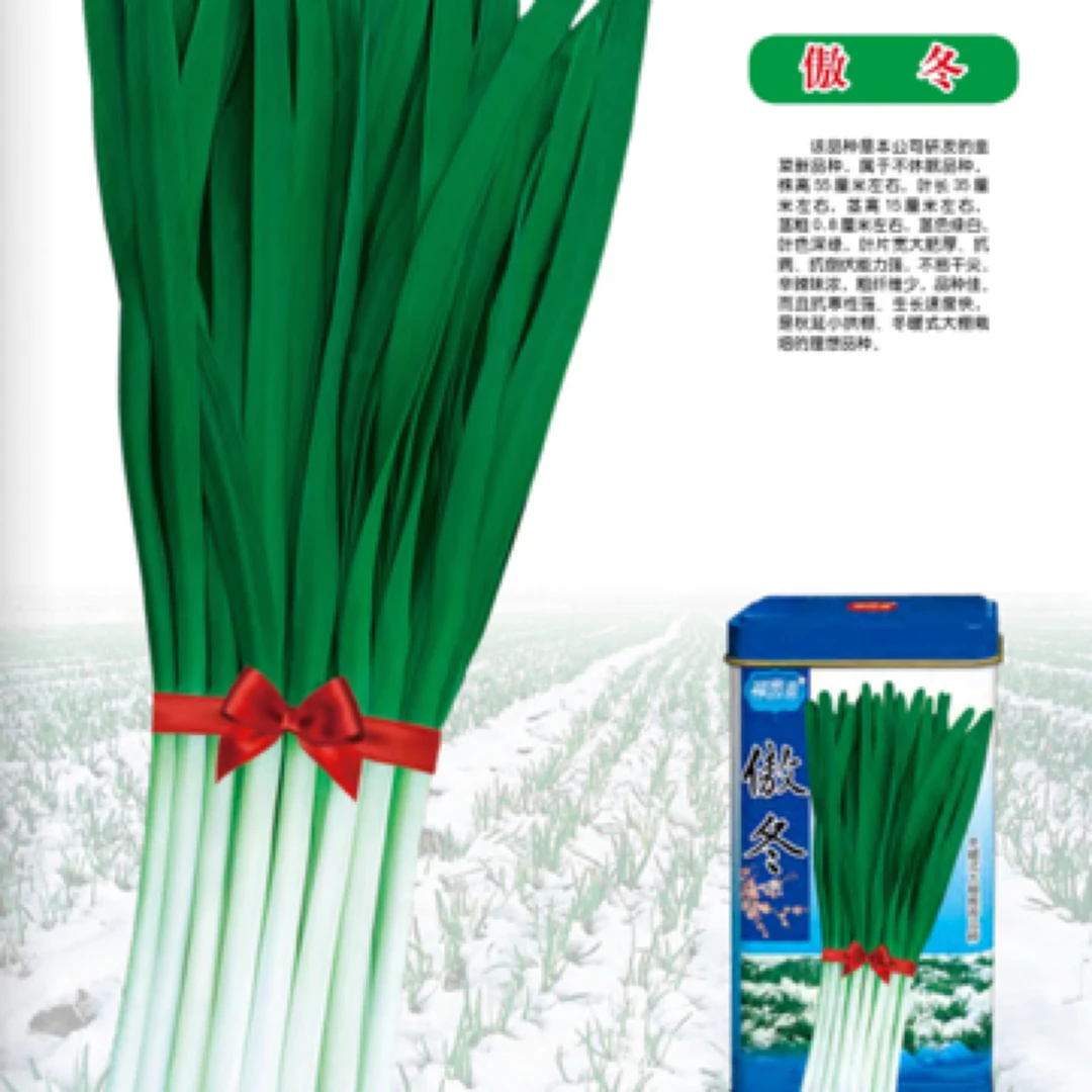 拯农韭菜傲冬不休眠品种
