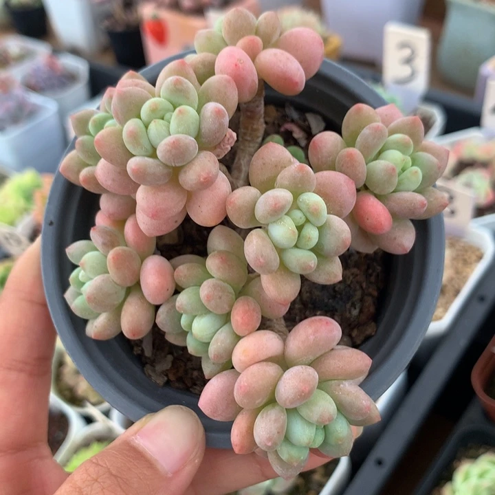 精控小洛可可多肉