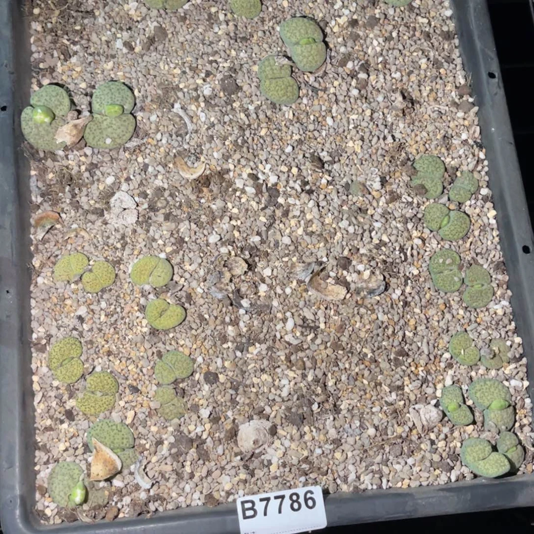 皎***皎7786福利筐1不售后