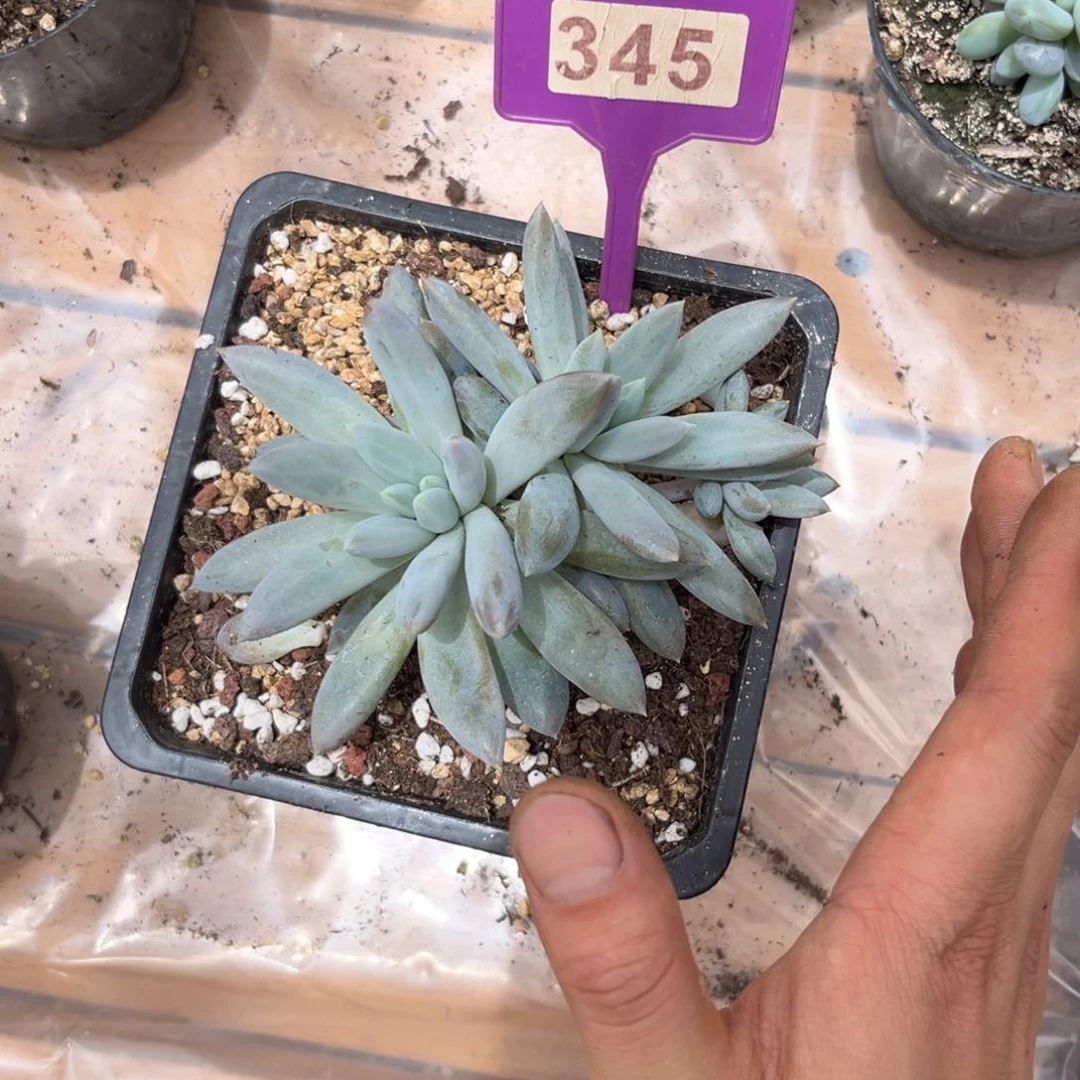 多肉植物哥特群345