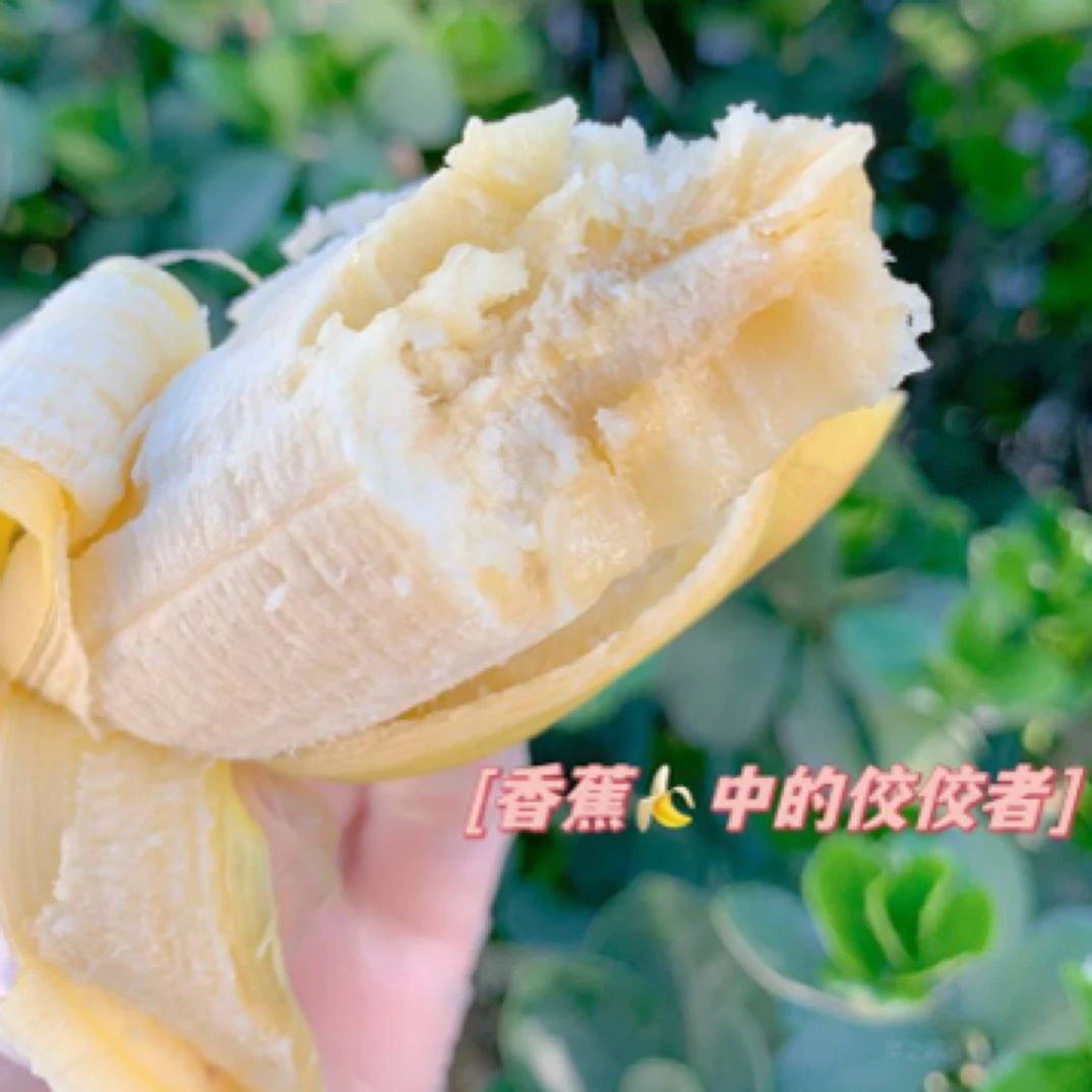 【细腻软糯】一把皇帝蕉香蕉（约1.8斤±30g）