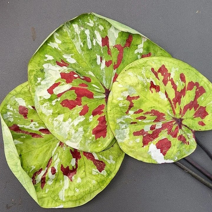 19-1117彩叶芋广东现货