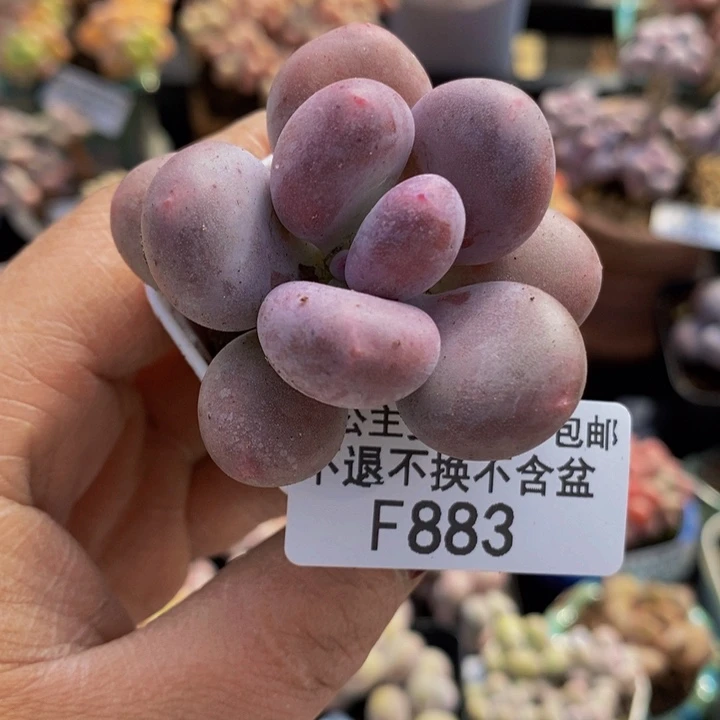 糖豆奶4cm883多肉植物