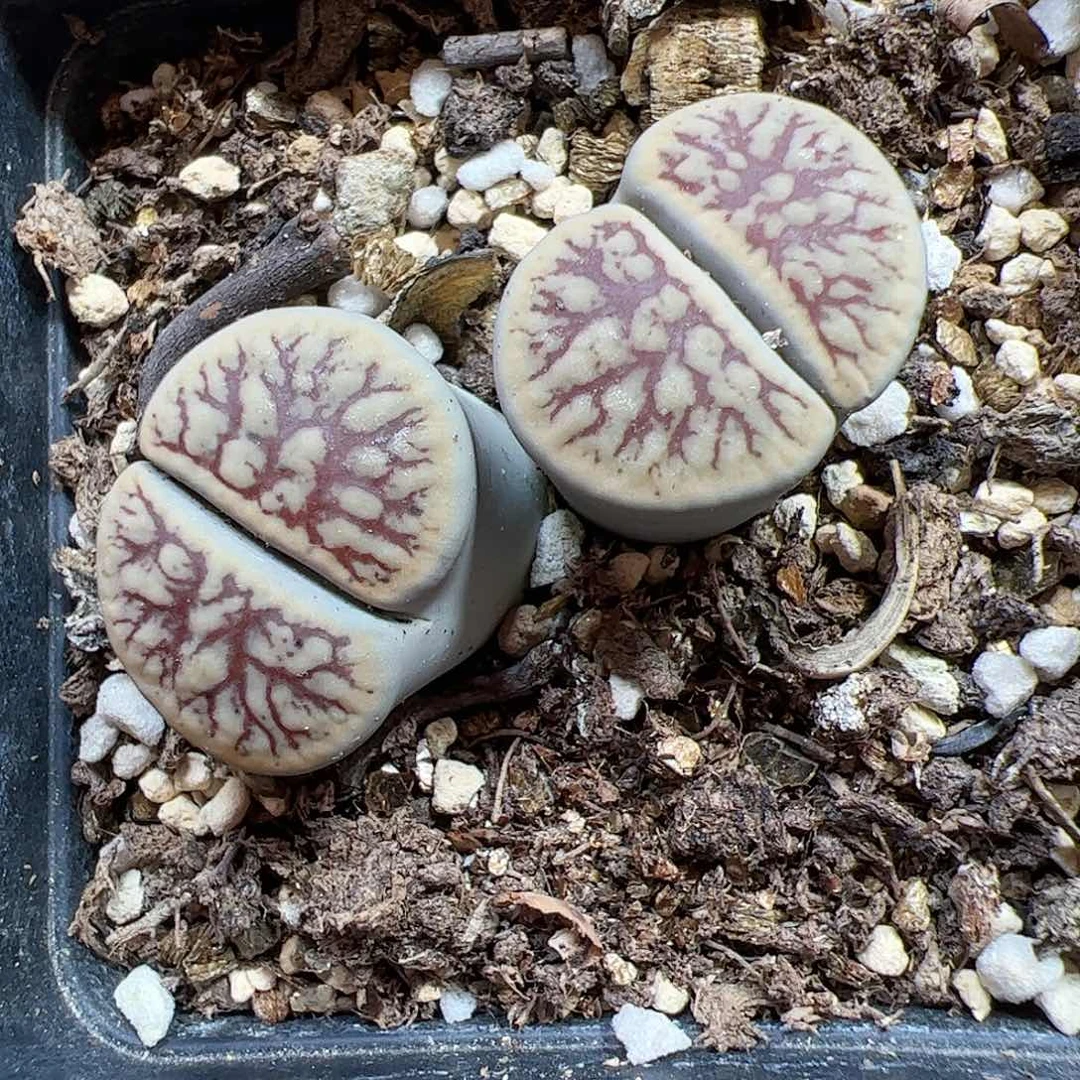 【闪购商品】25 线招福