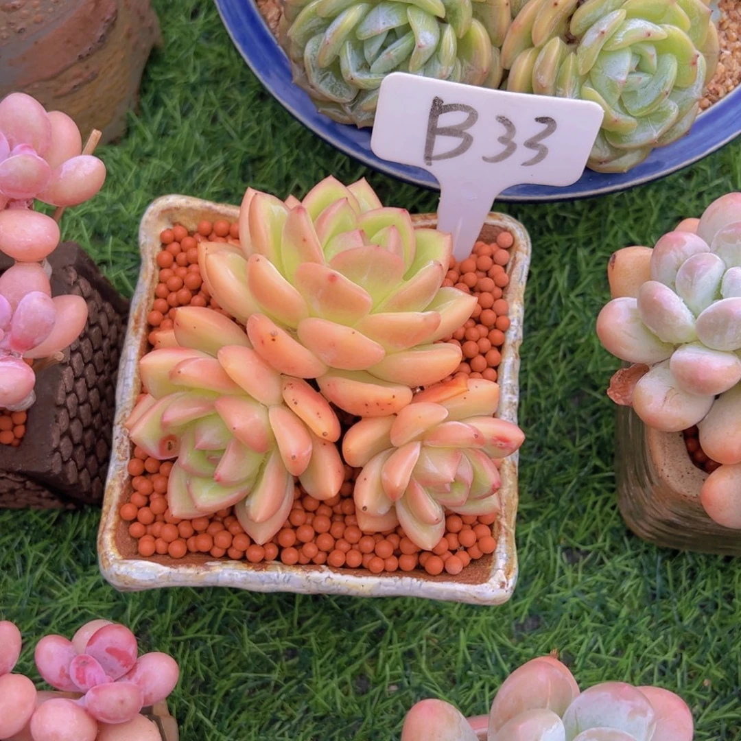 芝***i多肉植物63636363636363