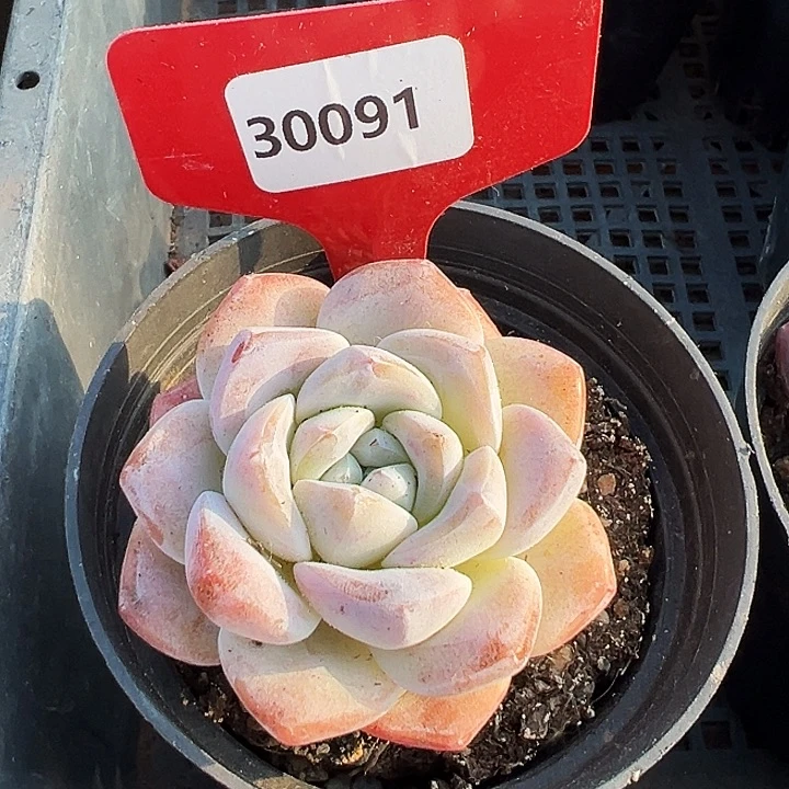 糖心。   30091号。