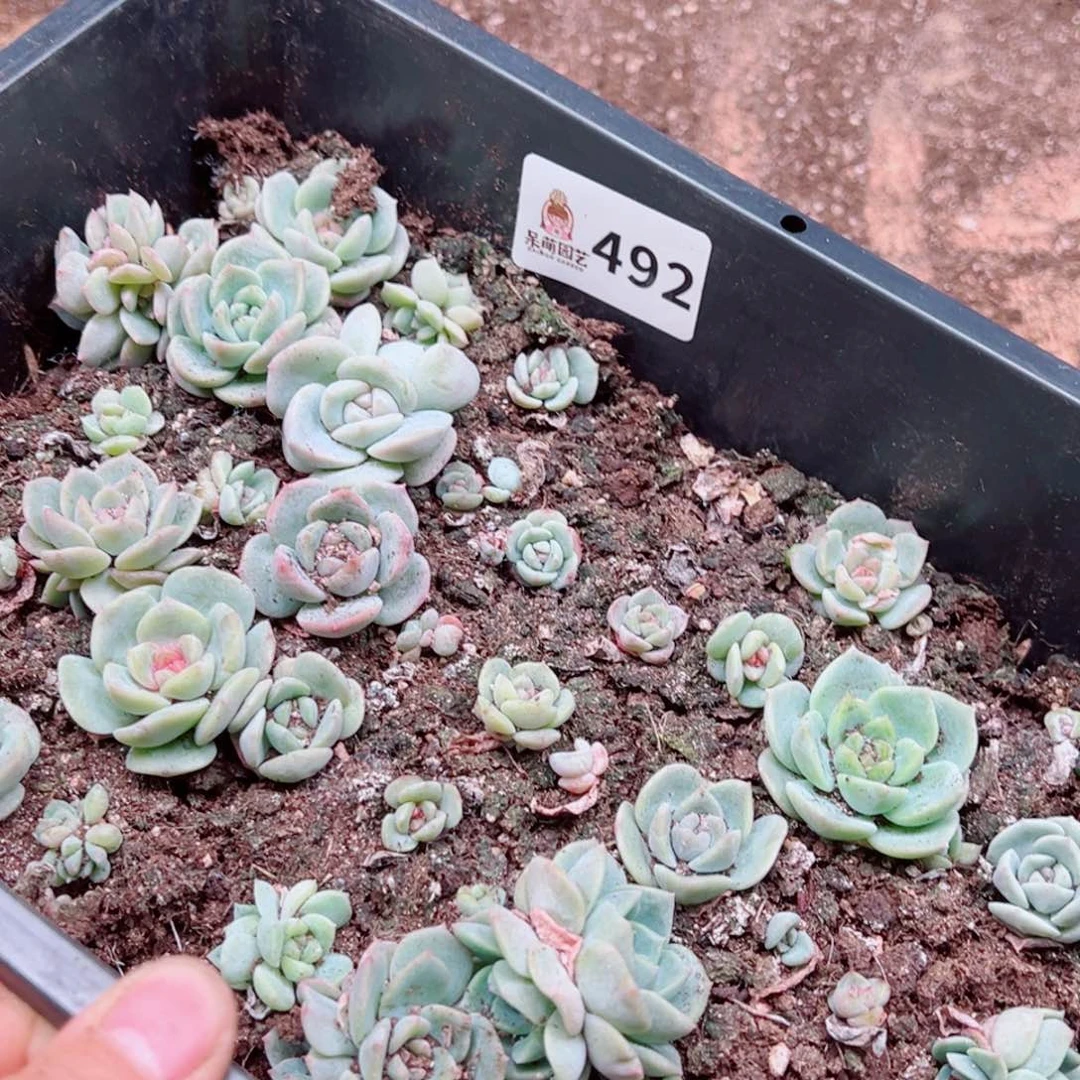 多肉植物多肉植物