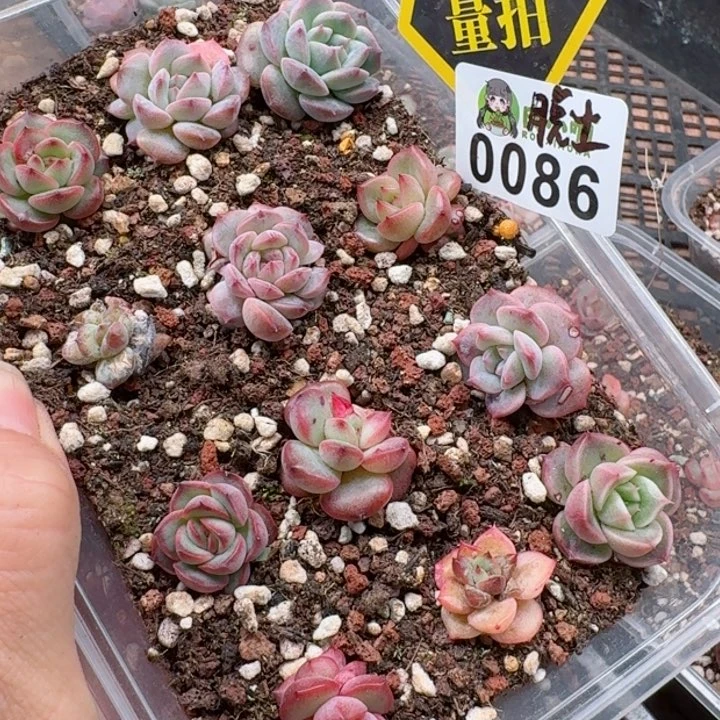 多肉植物多肉植物