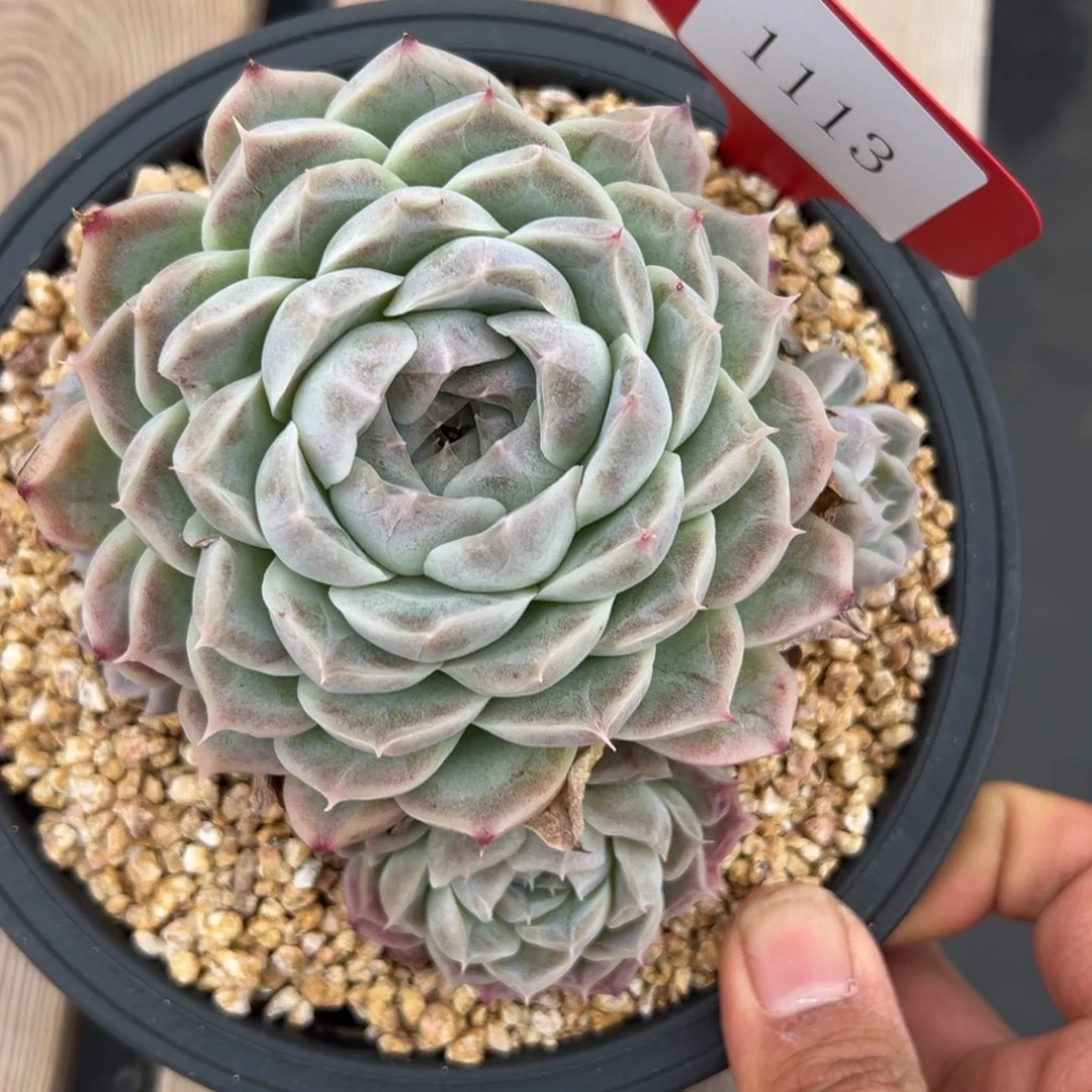 金**串1113多肉多多多多