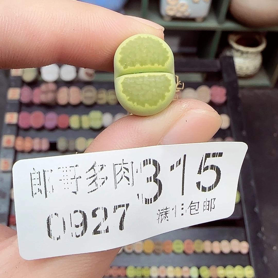 格***格满满18包邮0927-315